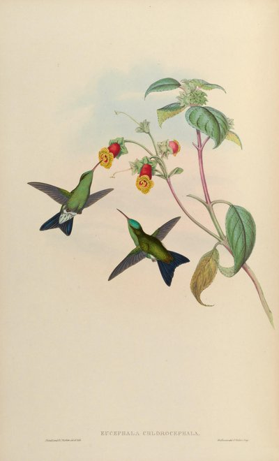 Eucephala chlorocephala by John Gould